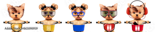 Funny racer dog with bike and aviator googles