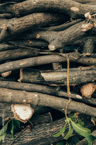 Woodpile or firewood (Pile of wood or stack of wood) from using the pruning saw of the overgrown tree