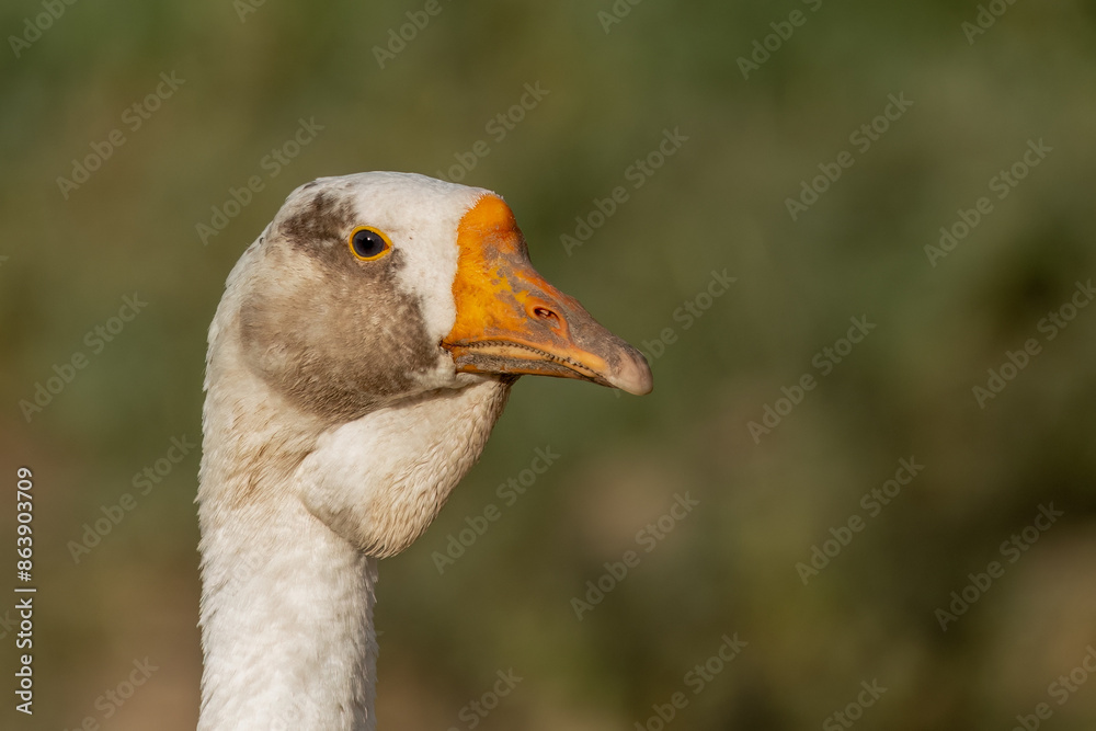 Portrait of white-brown swan goose with orange beak Portrait of white-brown swan goose with orange beak
