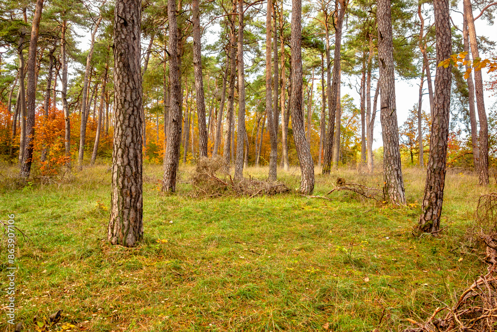 Obraz premium Colorful autumn forest