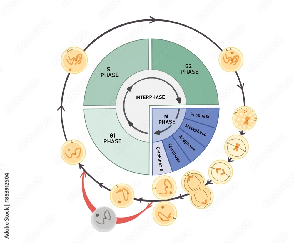 The cell cycle is composed of interphase (G₁, S, and G₂ phases ...