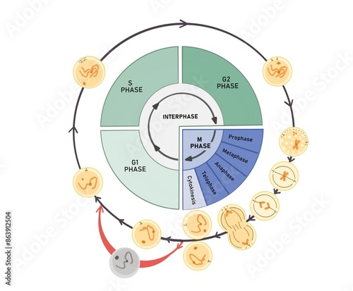 The cell cycle is composed of interphase (G₁, S, and G₂ phases), followed by the mitotic phase (mitosis and cytokinesis), and G₀ phase. photo