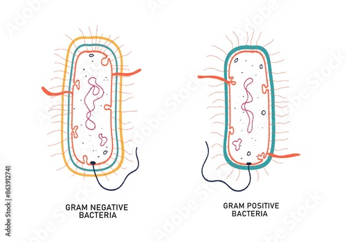 Gram positive and Gram negative bacteria- comparison