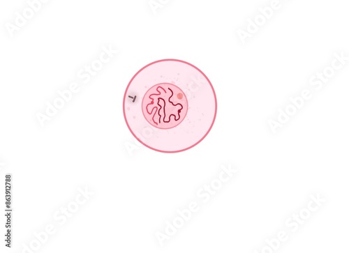 During interphase, the cell grows and the nuclear DNA is duplicated. individual chromosomes are not visible, and the chromatin appears diffuse and unorganized.