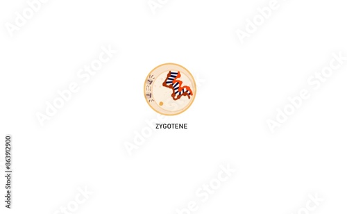 Zygotene refers to the second stage of meiosis prophase I. At this stage, pairing of homologous chromosomes takes place through the process of synapsis.