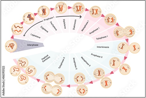 Meiosis is the process in which a single cell divides twice to form four haploid daughter cells.