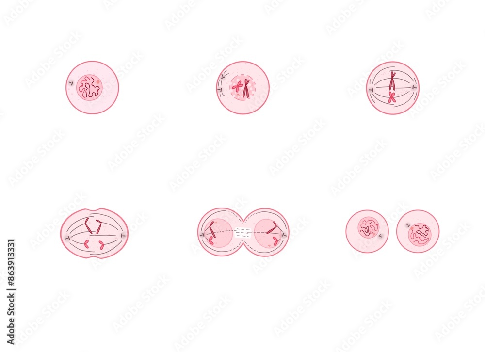 Mitosis is a process where a single cell divides into two identical daughter cells (cell division).
Mitosis is a process where a single cell divides into two identical daughter cells (cell division).