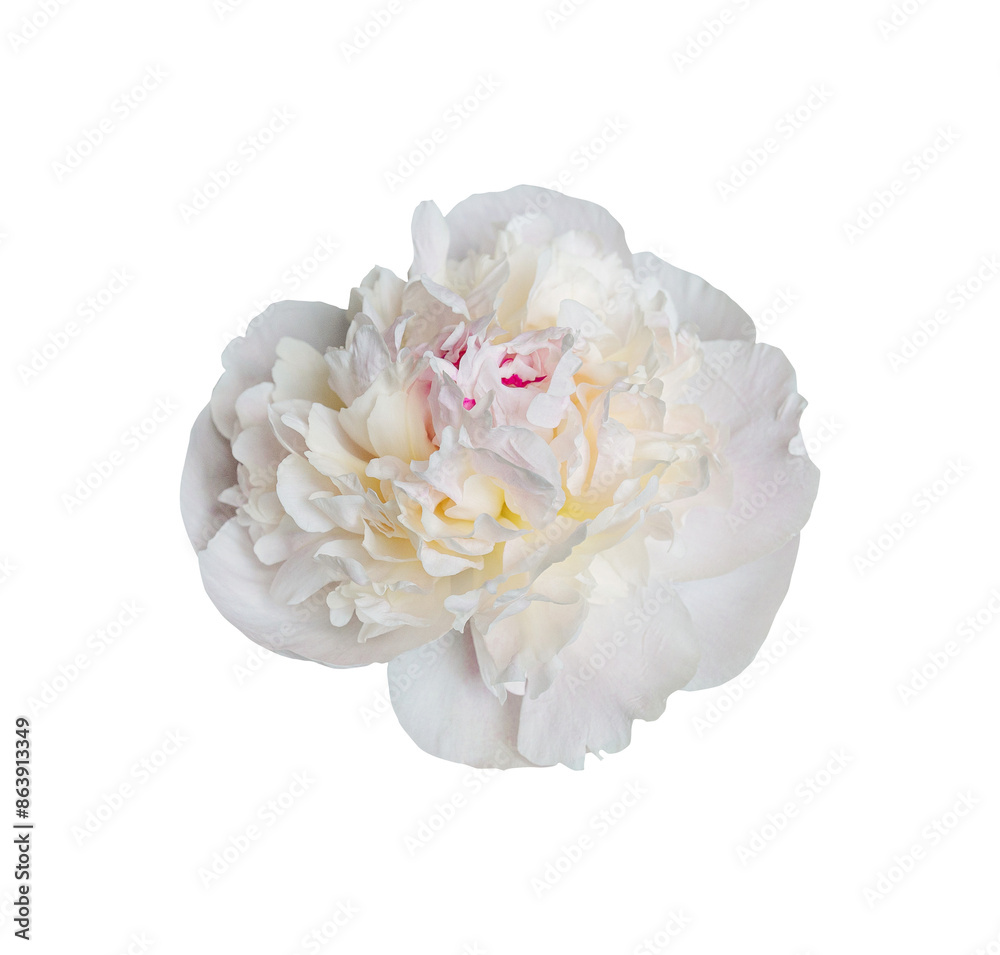 White peony spring flower transparent background. Close up for design. Nature White peony spring flower transparent background. Close up for design. Nature