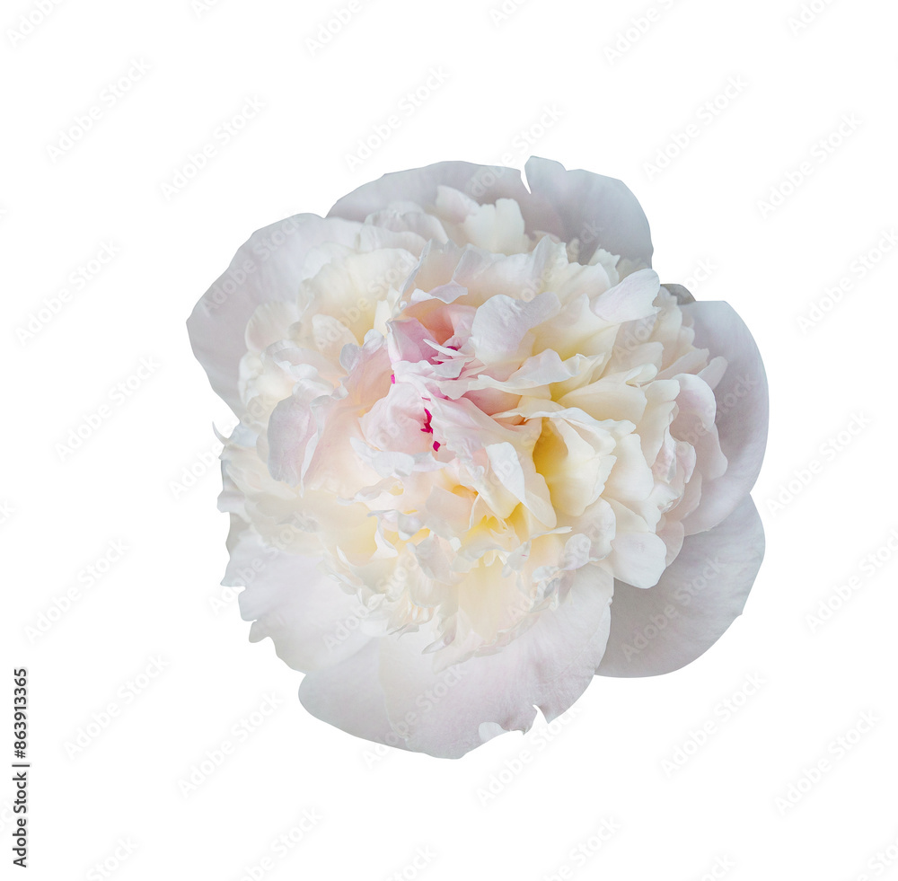 Delicate white peony summer flower transparent background. Close up for design. Nature Delicate white peony summer flower transparent background. Close up for design. Nature