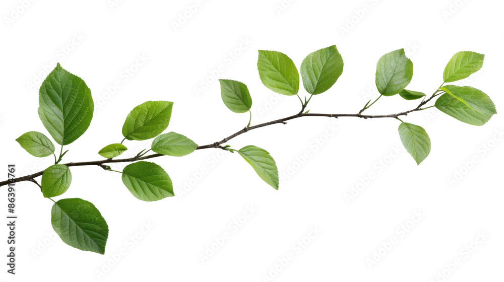 Branch leaves or green leaf on transparent background
