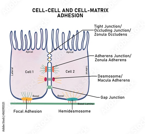 Diagrammatic representation of cell adhesion proteins