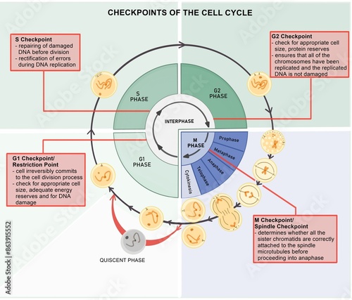 The cell cycle is composed of interphase (G₁, S, and G₂ phases), followed by the mitotic phase (mitosis and cytokinesis), and G₀ phase.