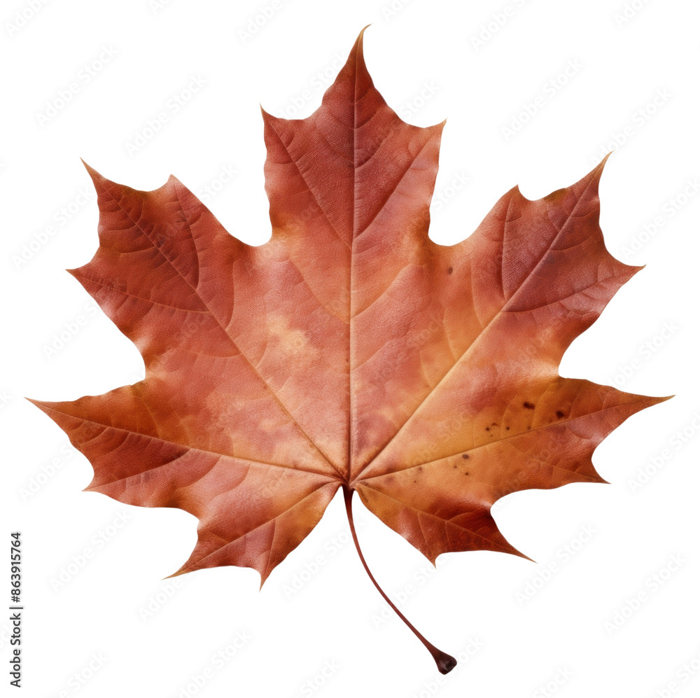 PNG Real Pressed a maple leaf plant tree red. PNG Real Pressed a maple leaf plant tree red.