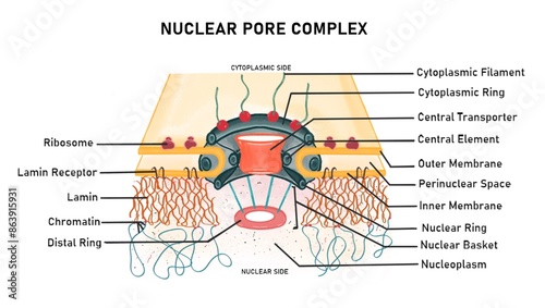 Structure of a nuclear pore complex (NPC)