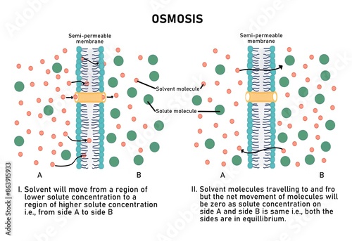 Process of Osmosis via a semipermeable membrane photo