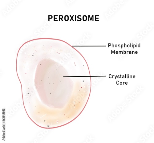 Structure of a peroxisome