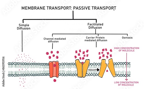Passive transport of substance via plasma membrane (diffusion, facilitated diffusion, osmosis)