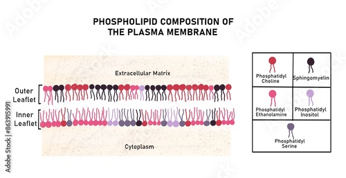 Composition of phospholipids of plasma membrane