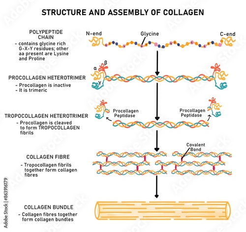 Structure and Assembly of Collagen photo