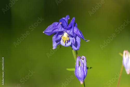 The flowers of Aquilegia nigricans, the Bulgarian columbine photo