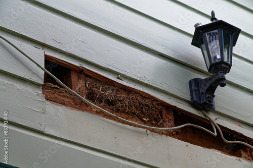 Repairs to a weatherboard house. A rotten weatherboard has been removed exposing a rats nest made of dry grass and vegetation between the wooden uprights.