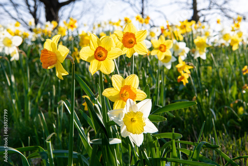 Yellow Daffodils in Frederikshavn, Denmark