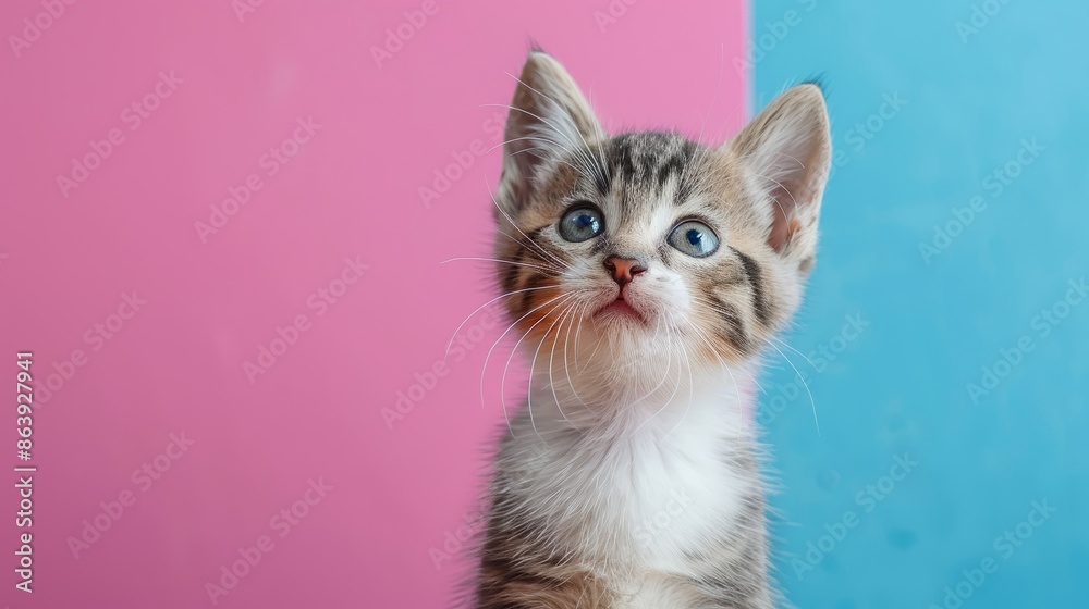 Obraz premium Adorable Kitten on Pink and Blue Background