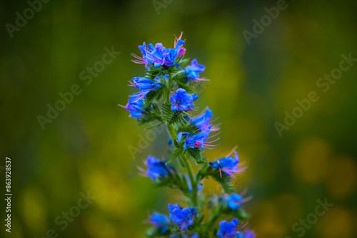 The common viper's bugloss (Echium vulgare) on a wildflower meadow photo