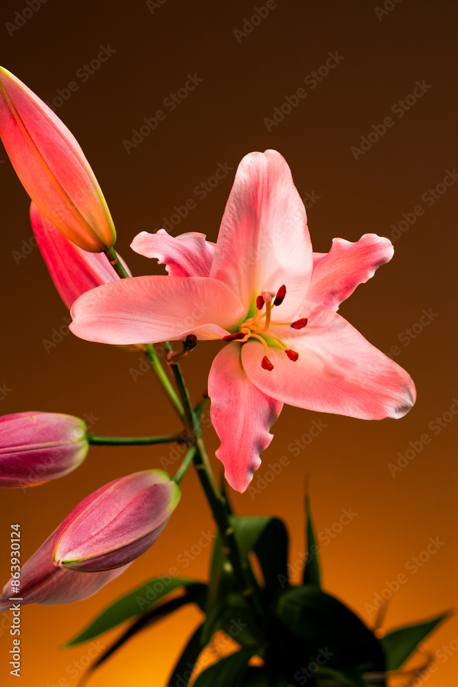 A lily flower with delicate petals illuminated with bright neon blue light against red background A lily flower with delicate petals illuminated with bright neon blue light against red background