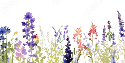 Fototapeta Naklejka Na Ścianę i Meble -  PNG Purple flowers lavender outdoors blossom.