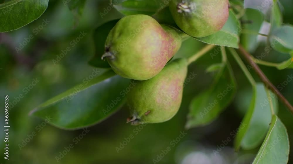 ripening pear fruits hanging on a tree are swaying in the wind. organic farming ripening pear fruits hanging on a tree are swaying in the wind. organic farming