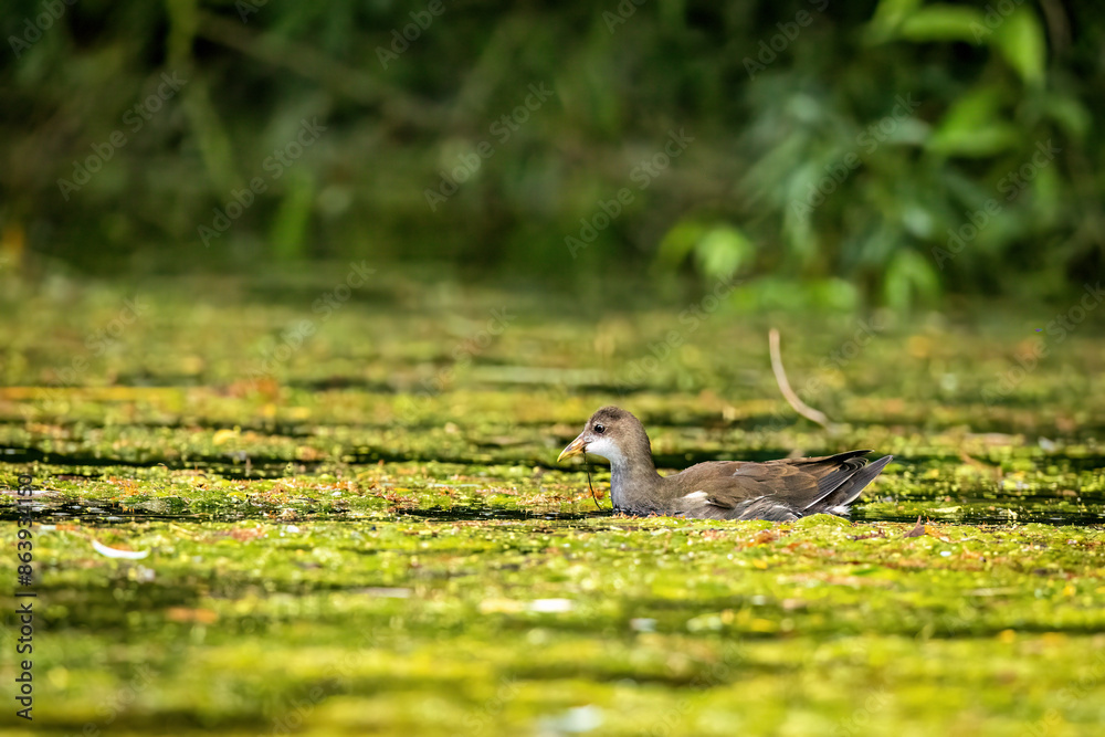 A moorhen on a pond A moorhen on a pond