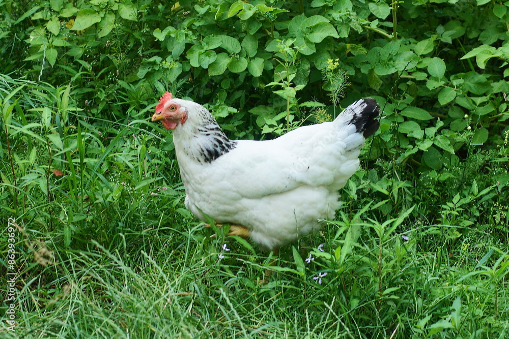 one domestic meat gray with feathers and a yellow beak and a red comb, a large chicken stands on the green grass outside during the day one domestic meat gray with feathers and a yellow beak and a red comb, a large chicken stands on the green grass outside during the day