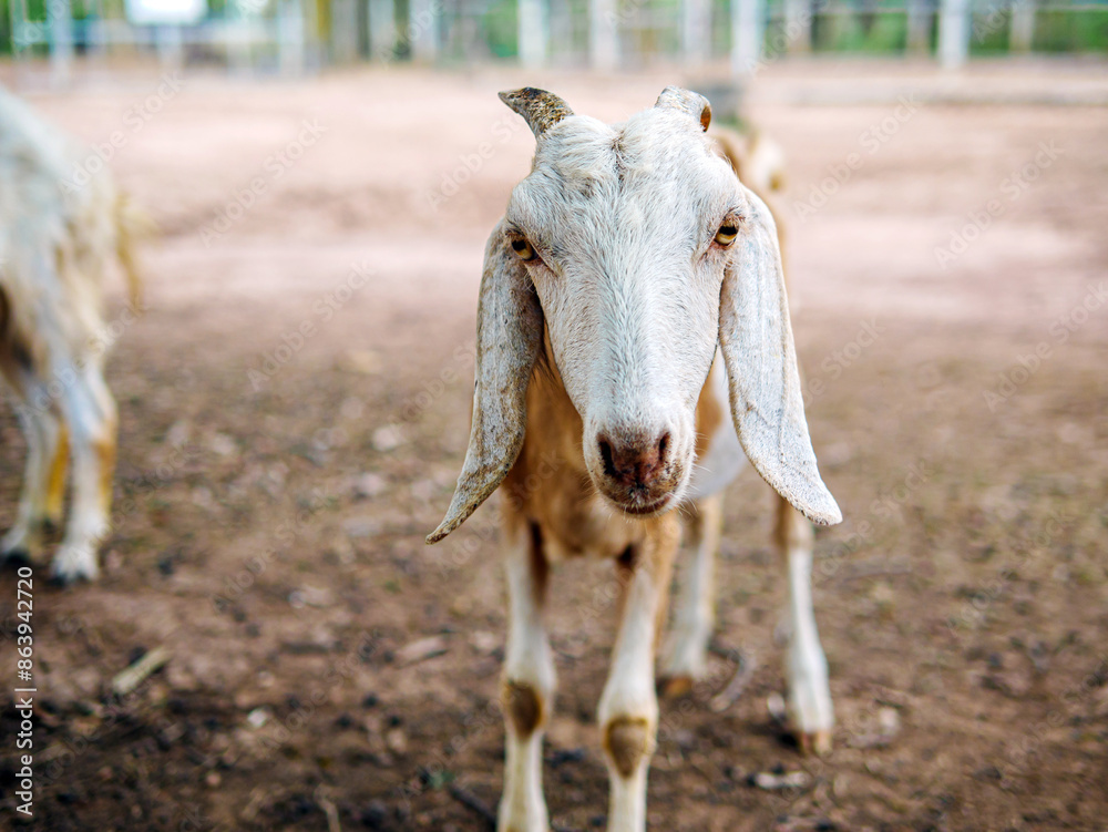 Cute little goats and funny in goats farm close up. Portrait. headshot photo Cute little goats and funny in goats farm close up. Portrait. headshot photo