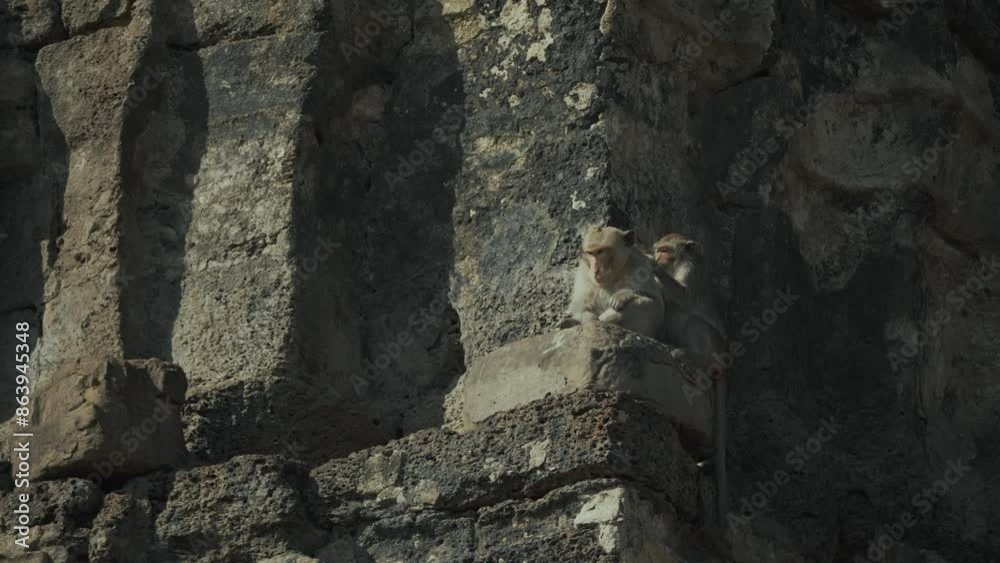 고대 사원의 석조 구조물에서 휴식을 취하는 원숭이들