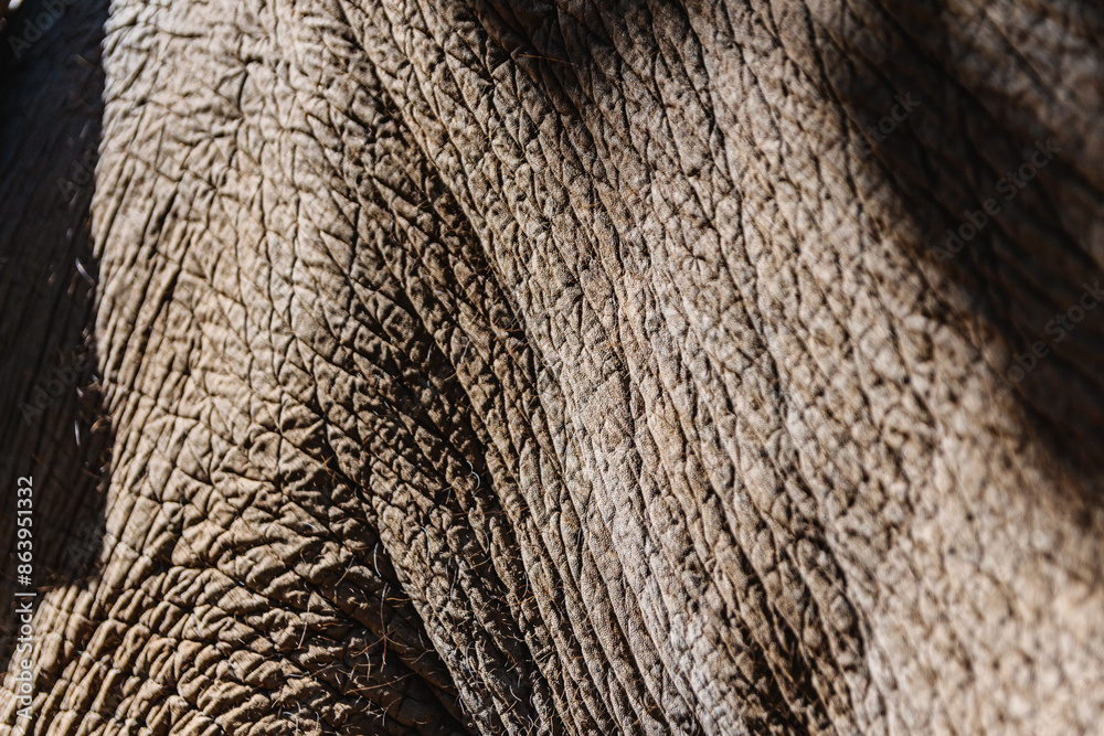 Fototapeta premium Close-up texture of elephant skin in natural light – detailed wrinkled surface