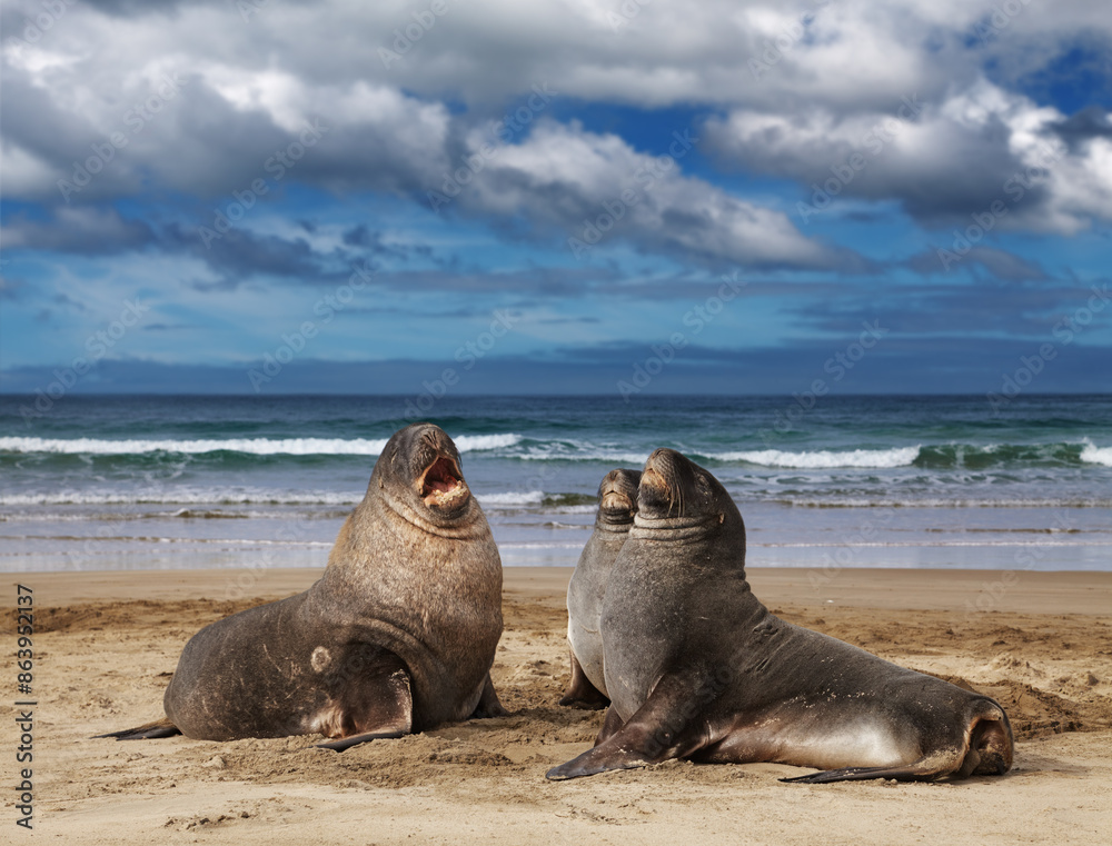 Fototapeta premium Wild sea lions