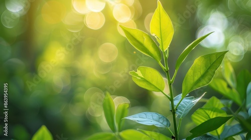 Green Leaves in Sunlight with a Blurred Background