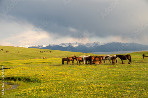 Wild horses on a sunny meadow in the mountains. Herd of horses grazing in picturesque mountains and lake Song Kol, Kyrgyzstan, Central Asia photo