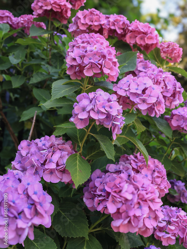 東京散歩 飛鳥山の満開の紫陽花