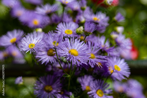 Erigeron Blue Carbuncle flowers in summer