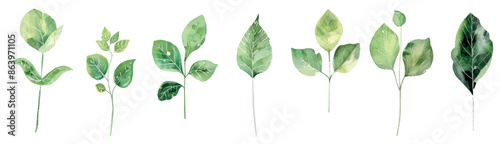 Collection of modern designer elements featuring ferns, tropical leaves, and herbs in watercolor style. Decorative beauty elegant illustration.