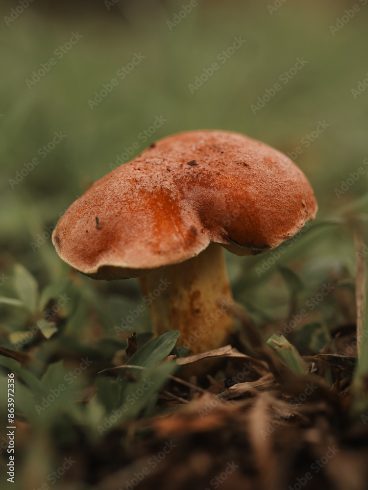 Small life of a Mushroom Small life of a Mushroom