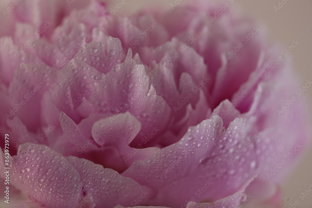 One pink peony With background and without background One pink peony With background and without background