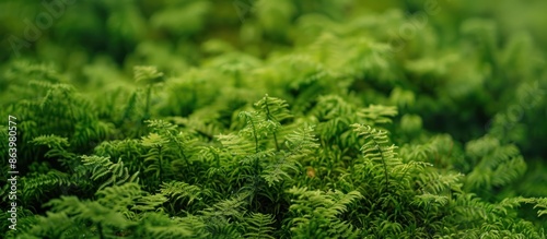 Natural view of lush green plants