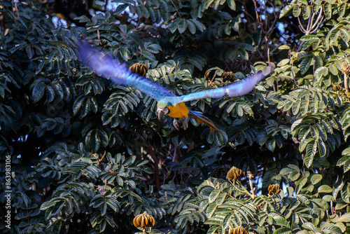 Arara-canindé photo