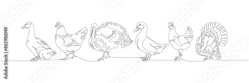 poultry set, ducks, goose, chicken, turkey one line art. Continuous line drawing of farm, nature, agriculture, farm animals, rural life, ranch.