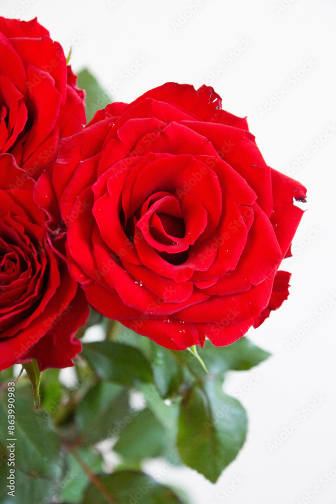 赤い薔薇 赤い薔薇