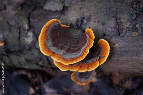 Top View.Two brown Mushrooms (Stereum ostrea) are blooming on dry piece of wood in rainy season.