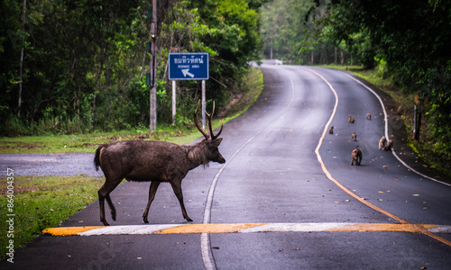 Wild deer walk on the road in Khao Yai National Park, World Heritage Forest, Thailand